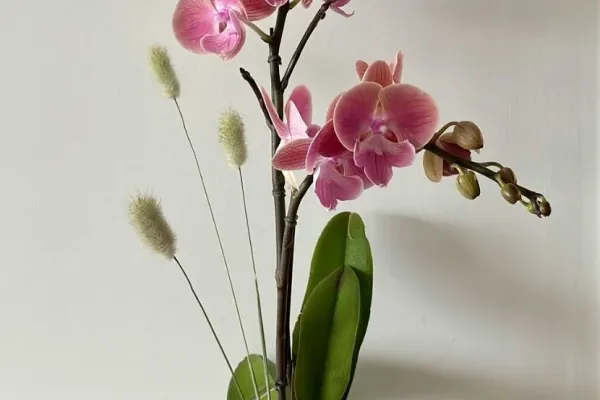 Orchidea in Vaso