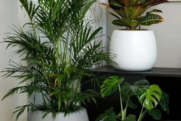 Pianta Verde da Interno
